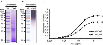 Monoclonal Antibody AP3 Binds Galactomannan Antigens Displayed by the Pathogens Aspergillus flavus, A. fumigatus, and A. parasiticus